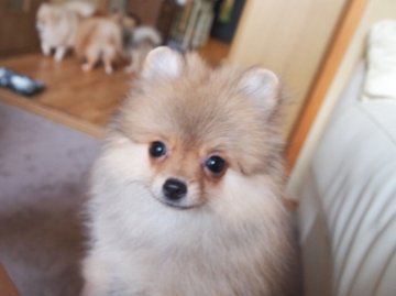 ポメラニアン【大阪府・女の子・2011年6月4日・オレンジセーブル】の写真「」