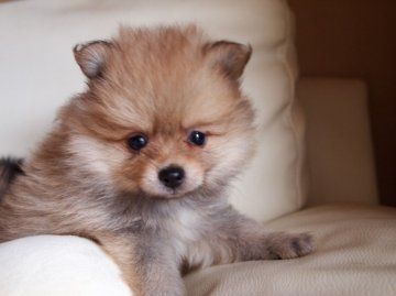 ポメラニアン【大阪府・男の子・2012年6月27日・オレンジ】の写真「」