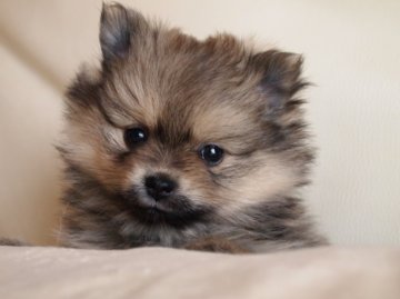 ポメラニアン【大阪府・女の子・2011年12月11日・ウルフセーブル】の写真「」