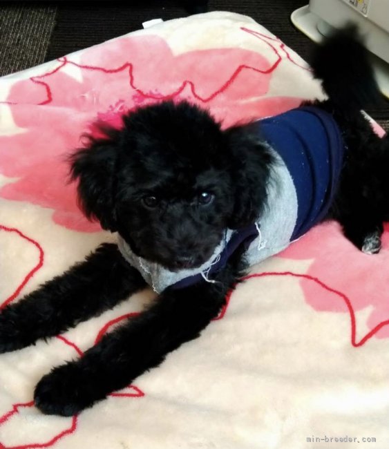 佐々木美智子ブリーダーのブログ：ひめ子ベビー銀次郎🚙お引越し💨