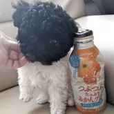 ティーカッププードル