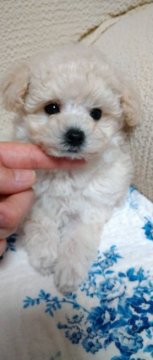 トイプードル(タイニー)【北海道・女の子・2021年9月30日・ホワイト&クリーム(シャンパン)】の写真「ぱっちりお目目❣️お鼻の短い美人ちゃん💝」