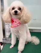 タイニープードル【・女の子・2020年5月3日・ホワイトクリーム】「お目目の大きなお鼻の短い美人ちゃんです💕」