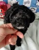 トイプードル(トイ)【北海道・女の子・2022年12月12日・ブラック】の写真5「まん丸おめめでかわいいです。」