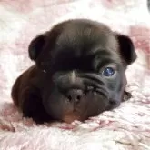 フレンチブルドッグ