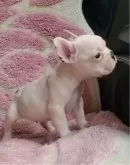 フレンチブルドッグ【青森県・男の子・2024年9月28日・パイド】の写真4