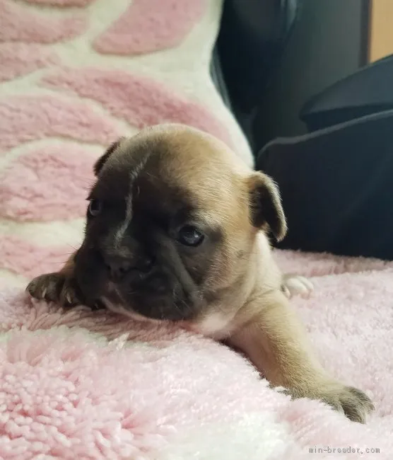 ID：1906-01796の子犬