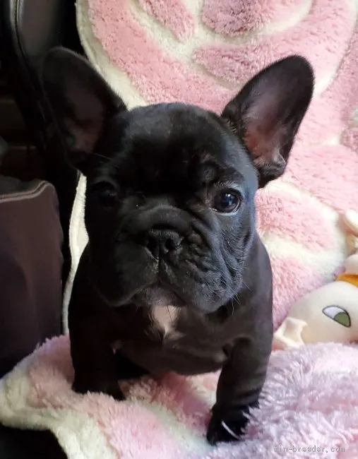 ID：2004-00646の子犬