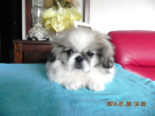 ID：1310-00571の子犬