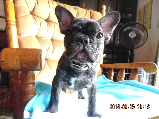 ID:1406-00905の子犬