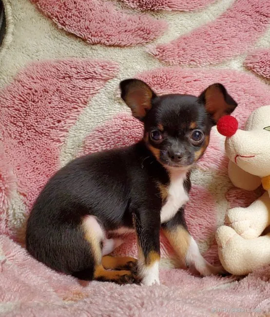 ID:2103-00157の子犬
