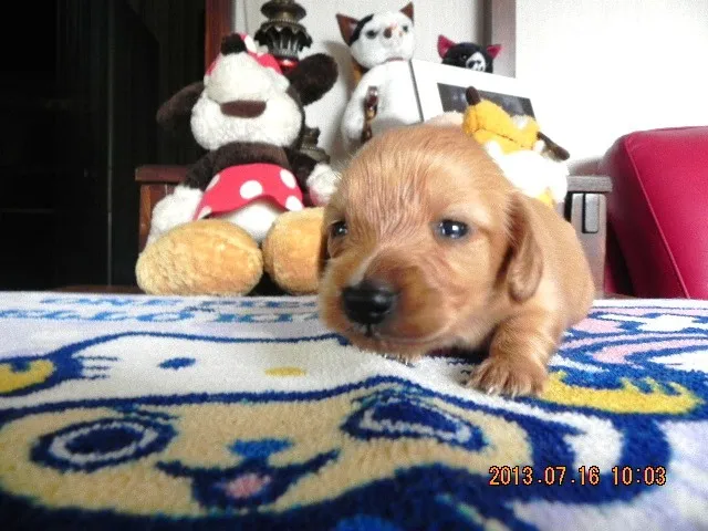 ID：1306-01049の子犬