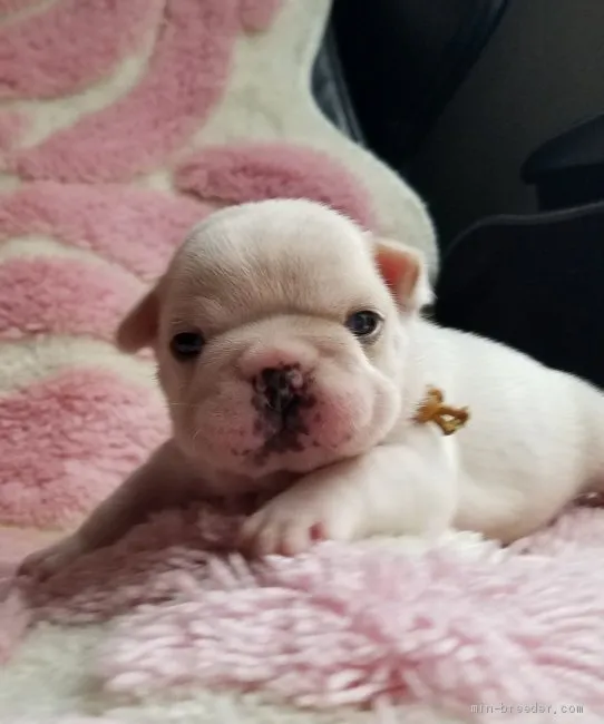 ID：1908-01504の子犬