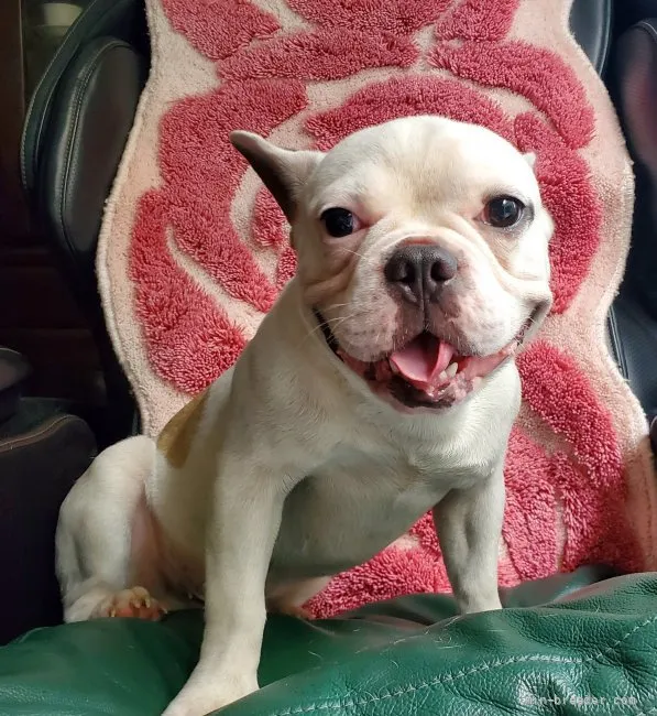 ID:2011-02977の子犬