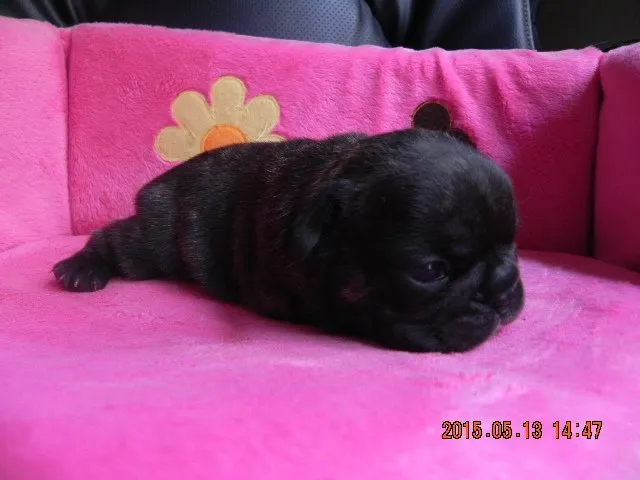 ID：1505-00073の子犬