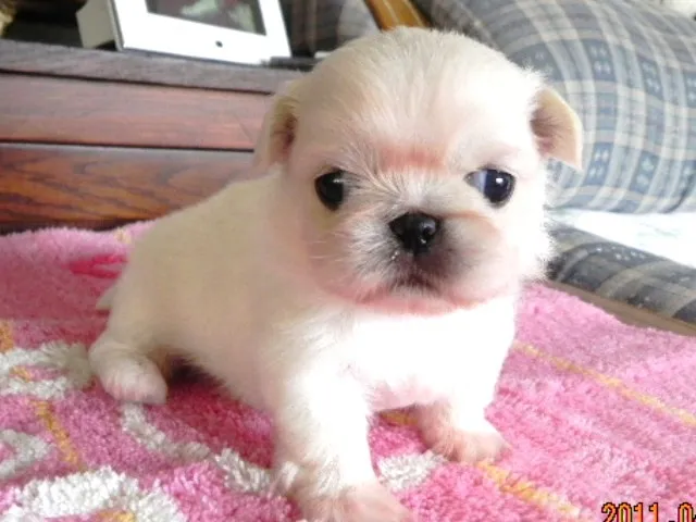 ID：1104-00228の子犬