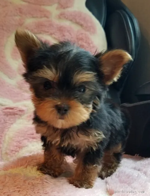 Y.M 様のお迎えした子犬