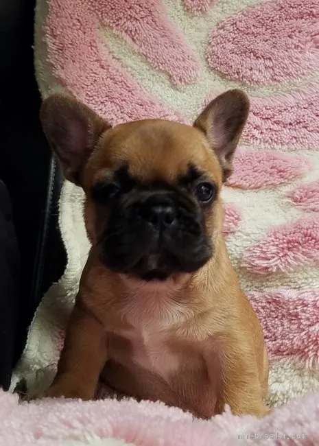 ID：1906-01802の子犬