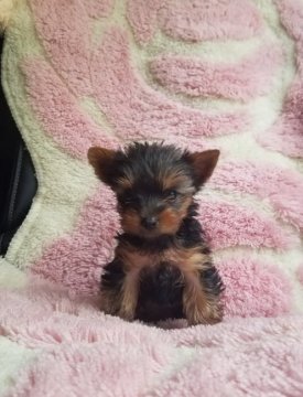 ヨークシャーテリア【青森県・男の子・2017年8月20日・スチールブルー&タン】の写真「６頭兄弟の３男です♪」