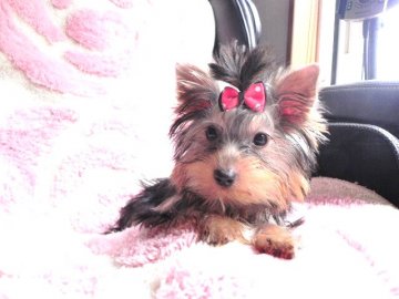 ヨークシャーテリア【青森県・女の子・2016年5月27日・スチールブルー&タン】の写真「小振りな女の子♪」