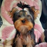 ヨークシャーテリア