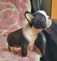 フレンチブルドッグ【青森県・男の子・2020年3月27日・パイド】の写真2