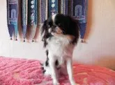 狆(チン)【青森県・女の子・2011年2月27日・白黒】の写真3