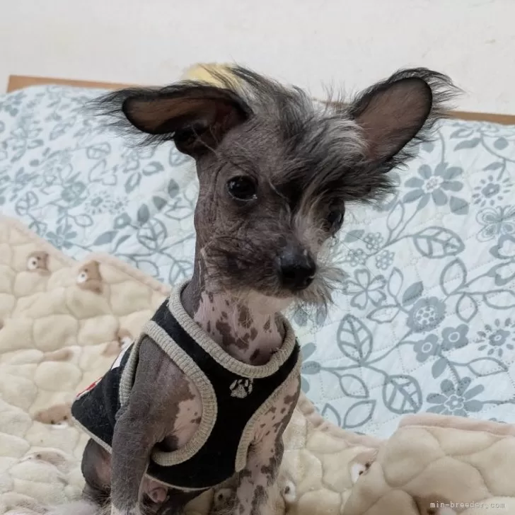 ID：2412-01241の子犬