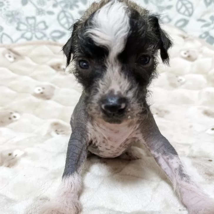 チャイニーズ・クレステッド・ドッグ【大分県・男の子・2025年11月8日・ブラウン&amp;ホワイト】の写真1「体重　680g」