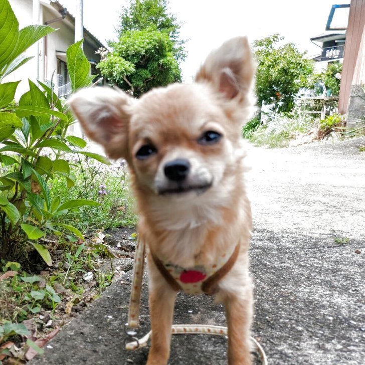 ユンス 様のお迎えした子犬