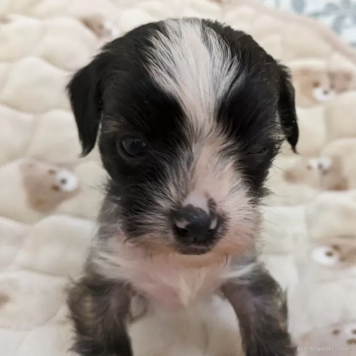 ID:2412-03511の子犬