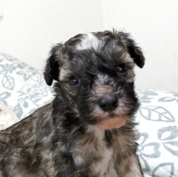 チャイニーズ・クレステッド・ドッグ【大分県・男の子・2025年11月8日・ブラウン】の写真「パウダーパフの坊や」