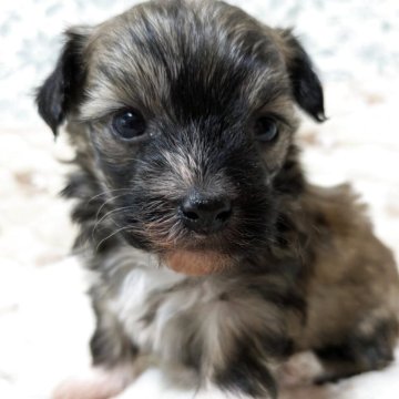 チャイニーズ・クレステッド・ドッグ【大分県・女の子・2025年11月8日・ブラウン】の写真「パウダーパフの女の子」