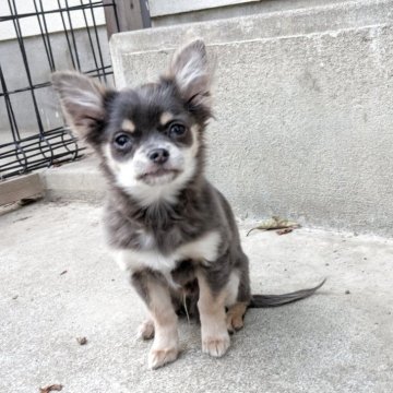 チワワ(ロング)【大分県・男の子・2024年11月20日・ブルー】の写真「元気に成長中」