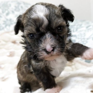 チャイニーズ・クレステッド・ドッグ【大分県・女の子・2025年11月8日・ブラウン】の写真「パウダーパフの女の子」