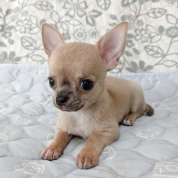 チワワ(スムース)【大分県・男の子・2025年7月28日・ブルーフォーン】の写真「元気に成長中」