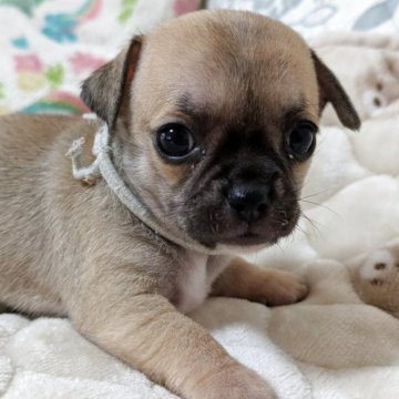 チワワ(スムース)【大分県・女の子・2025年10月8日・フォーン】の写真「元気にスクスク成長中」