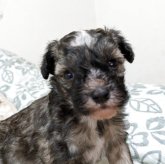 チャイニーズ・クレステッド・ドッグ