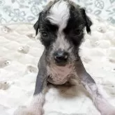 チャイニーズ・クレステッド・ドッグ【大分県・男の子・2025年11月8日・ブラウン&ホワイト】の写真1「体重　680g」