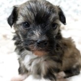 チャイニーズ・クレステッド・ドッグ