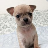 チワワ(スムース)