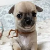 チワワ(スムース)