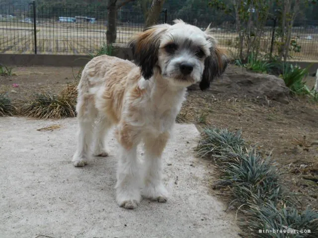 シェリル 様のお迎えした子犬