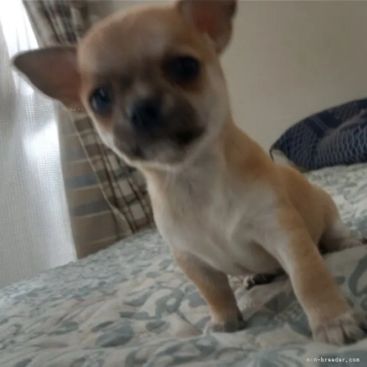 K.K 様のお迎えした子犬