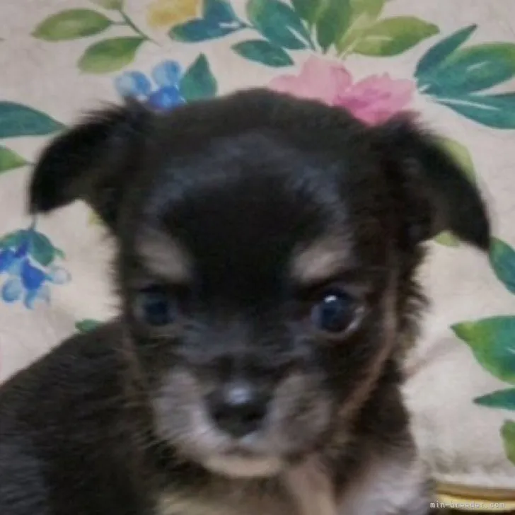 ID：2308-01190の子犬