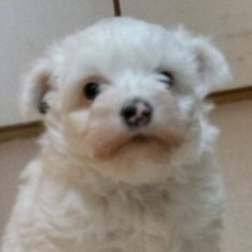 チャイニーズ・クレステッド・ドッグ【大分県・男の子・2024年1月1日・ホワイト&ブラウン】の写真「もふもふのパフタイプです。」