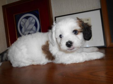 チャイニーズ・クレステッド・ドッグ【大分県・男の子・2017年5月11日・ホワイト & レッド】の写真「モフモフのイケメン君候補です」