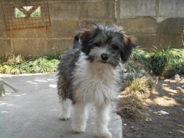 チャイニーズ・クレステッド・ドッグ【大分県・女の子・2017年11月17日・レッド&ホワイト】の写真「パフタイプの女の子」