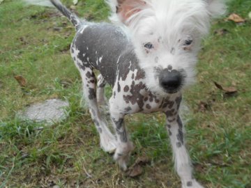 チャイニーズ・クレステッド・ドッグ【大分県・男の子・2016年5月25日・ホワイト】の写真「貴重なヘアレスボーイです」