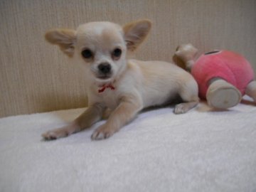 チワワ(ロング)【大分県・男の子・2017年12月12日・クリーム】の写真「元気いっぱいの坊やです」